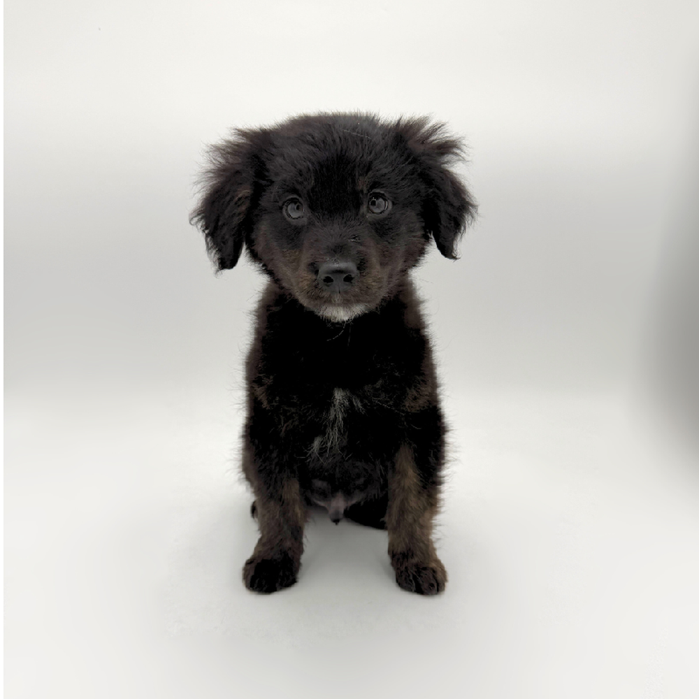 Golden Retriever Puppies for sale at Puppyland, image size:1000x1000