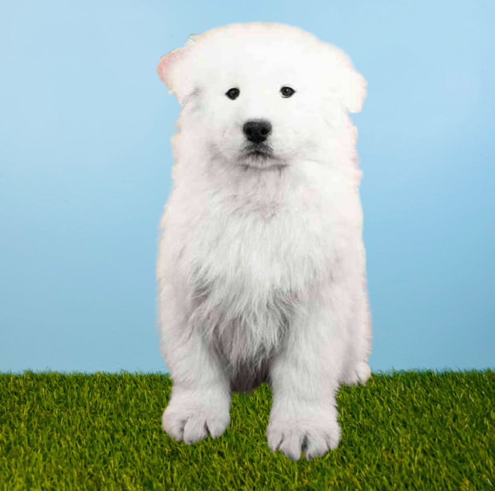 carousel pet images