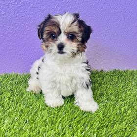 Shorkie