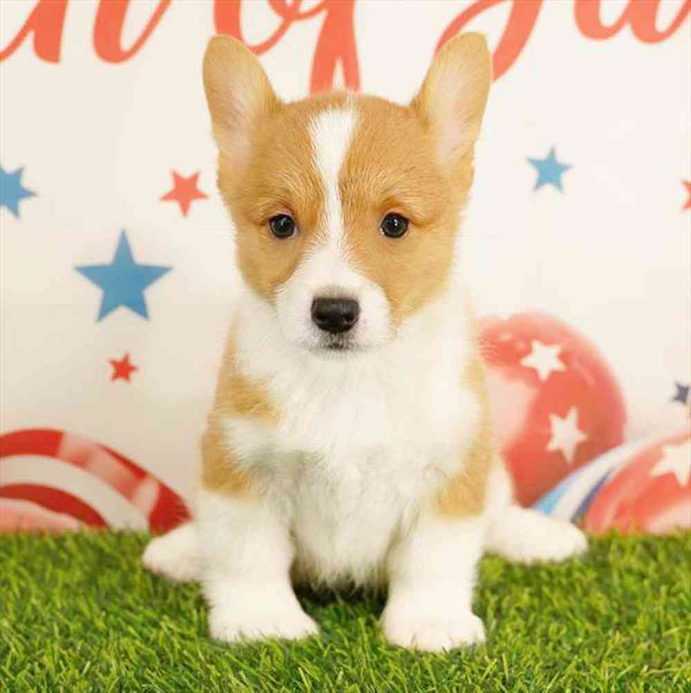 carousel pet images