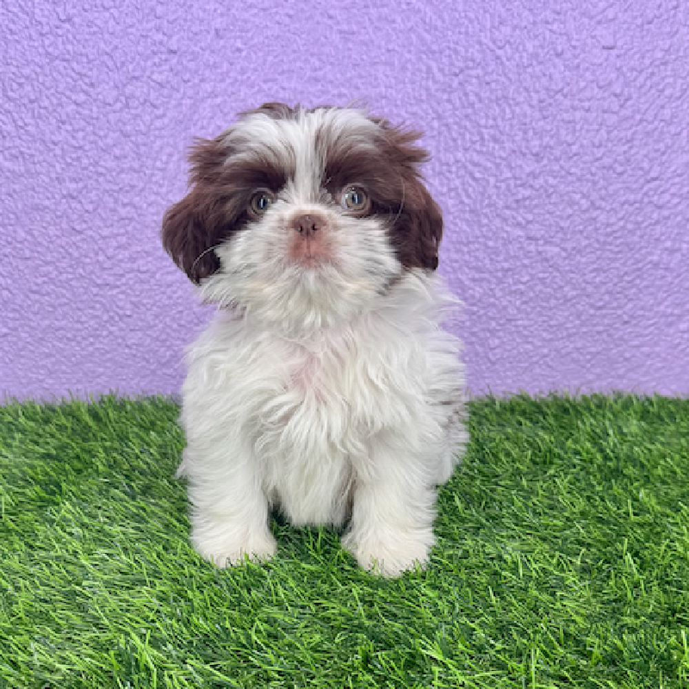 carousel pet images