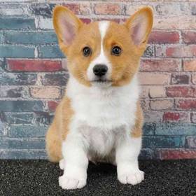 Pembroke Welsh Corgi