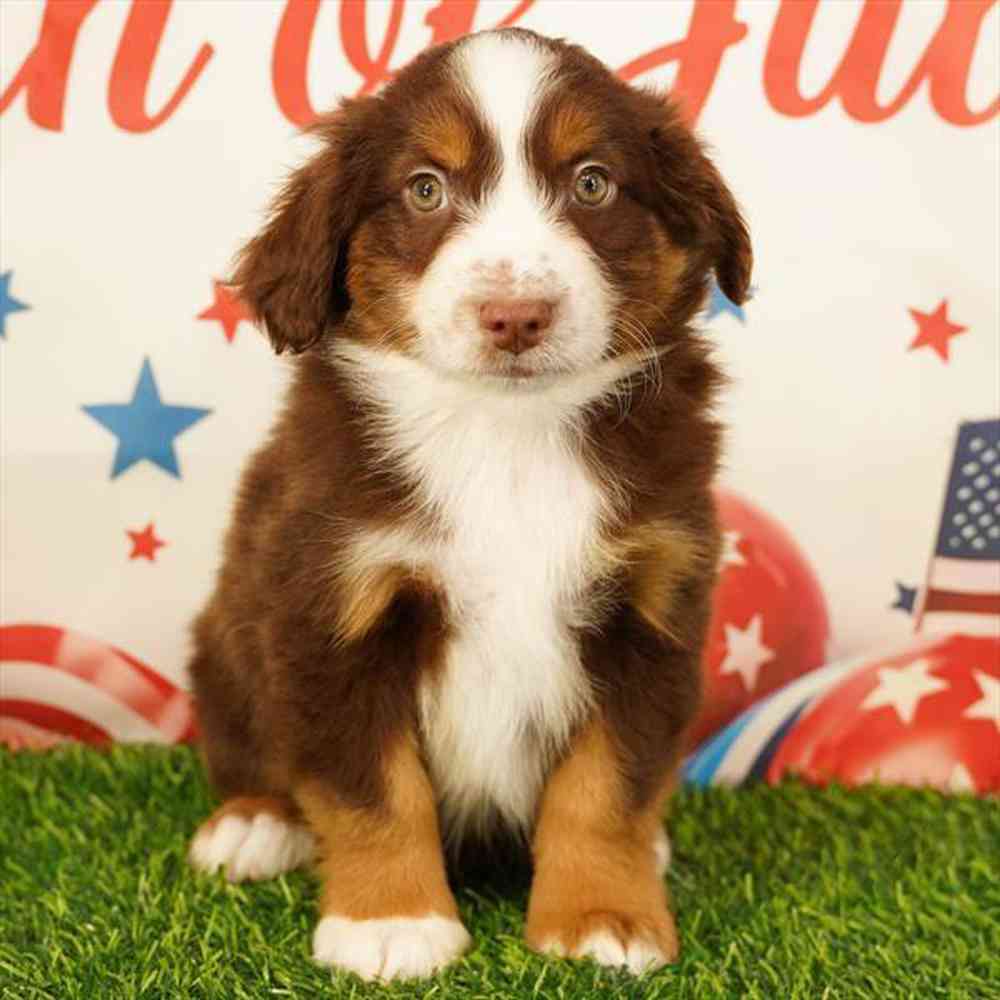 carousel pet images