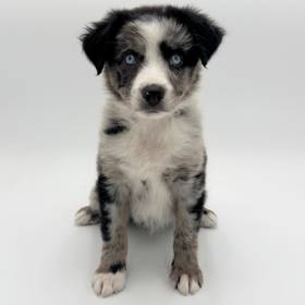 Mini Australian Shepherd