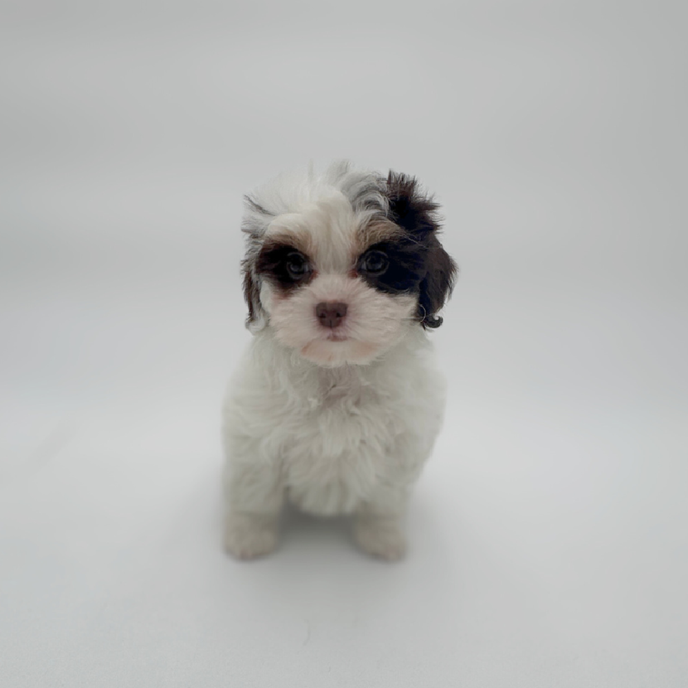 carousel pet images