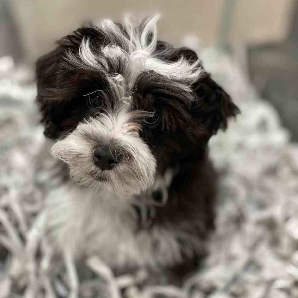 carousel pet images