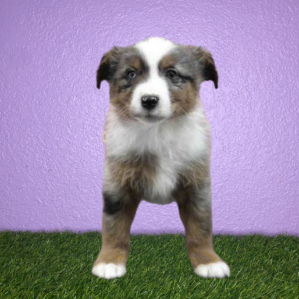 Male Mini Australian Shepherd Puppy for Sale in San Antonio, TX