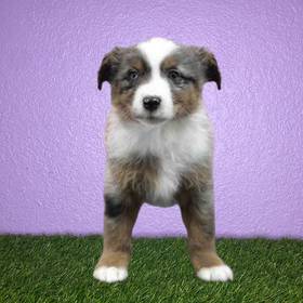 Mini Australian Shepherd