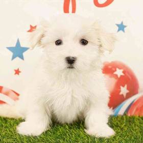 Maltese
