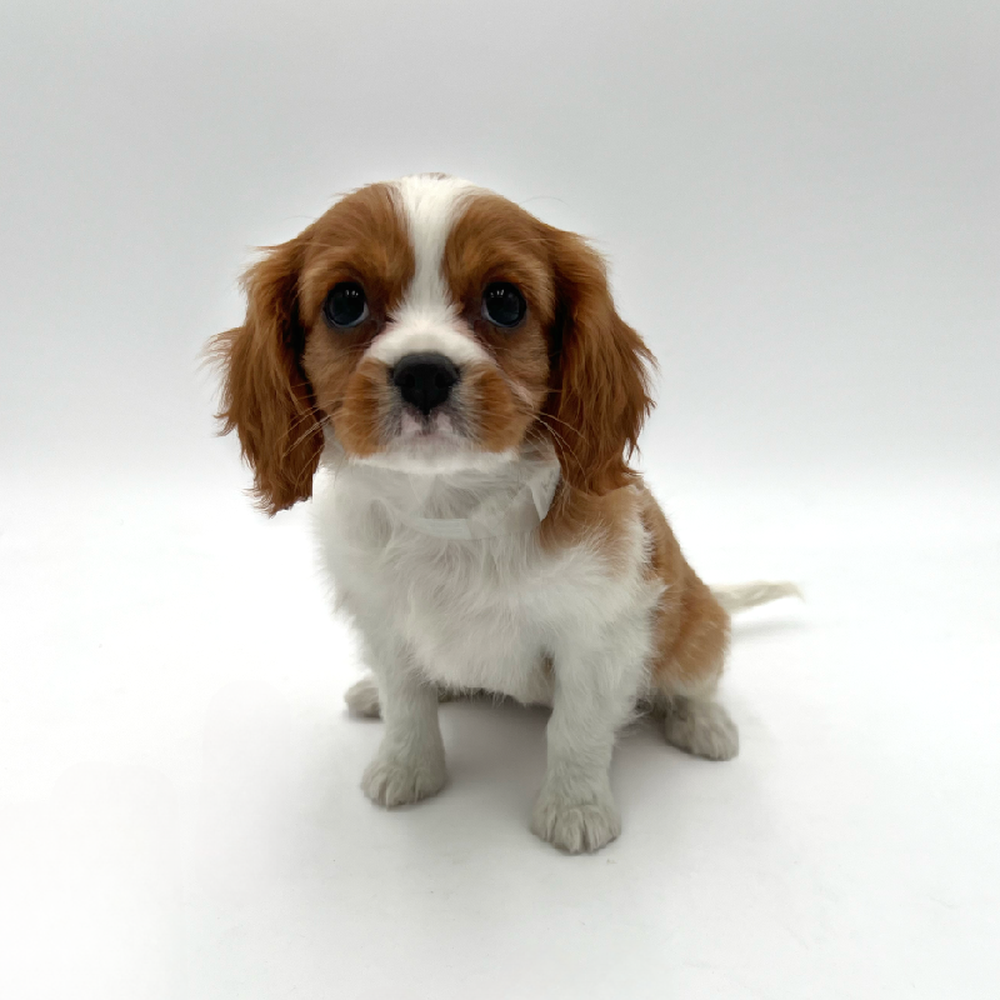 Female Cavalier King Charles Spaniel Puppy for Sale in San Antonio, TX