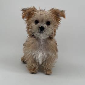 Morkie