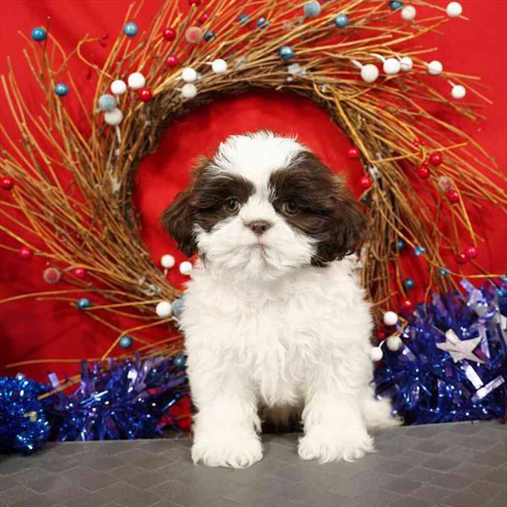 carousel pet images