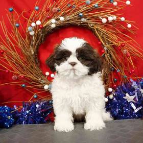 Shih Tzu