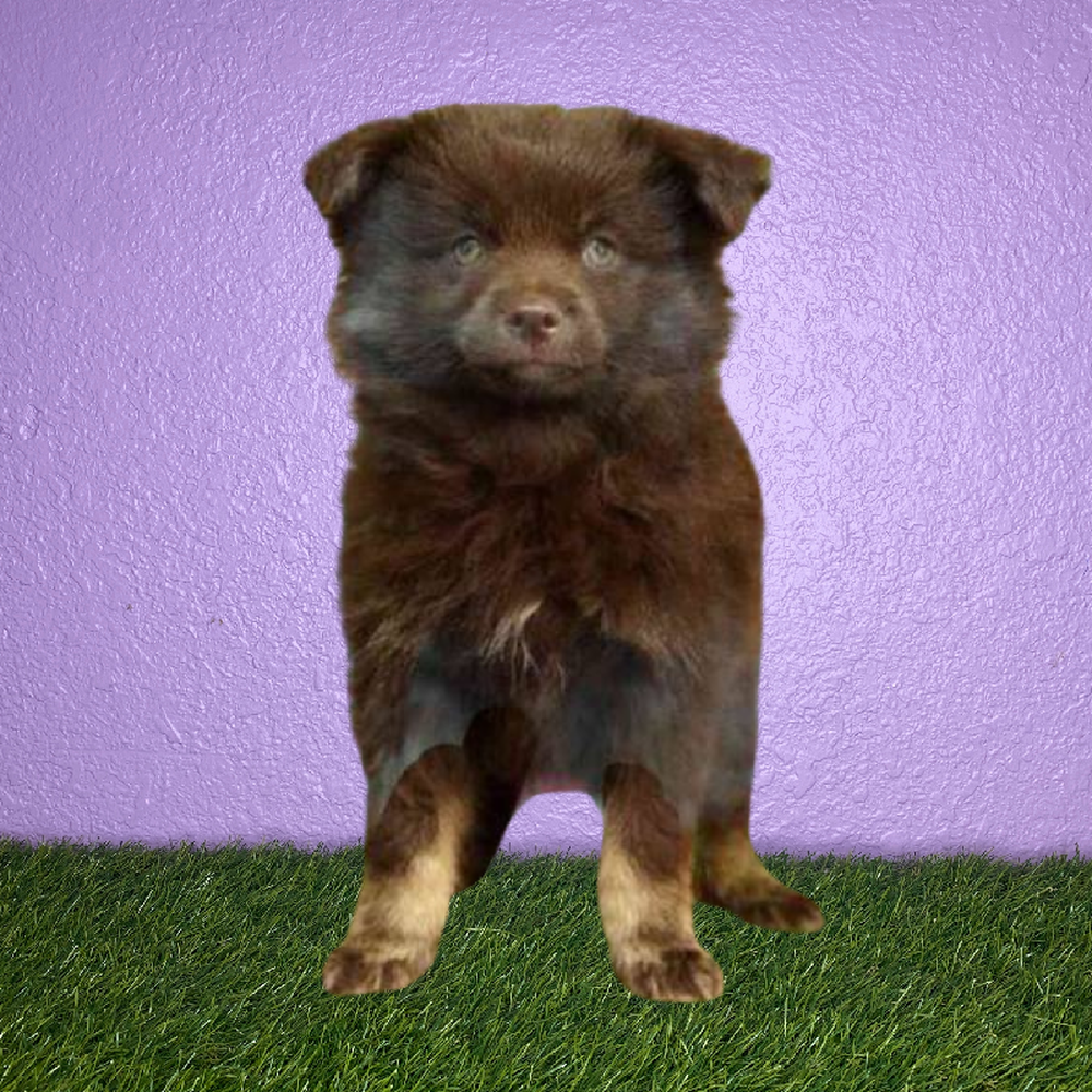 carousel pet images