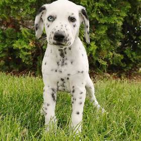 Dalmatian