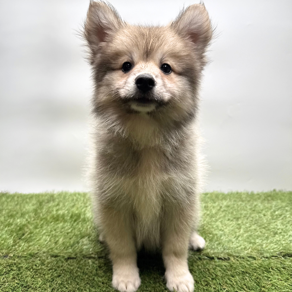 carousel pet images