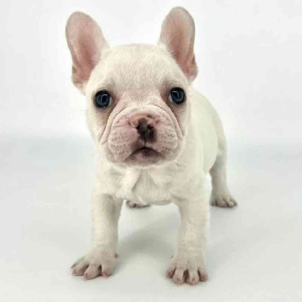 Male French Bulldog Puppy for Sale in Tolleson, AZ