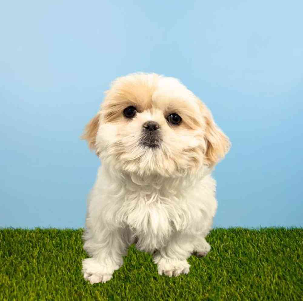 carousel pet images