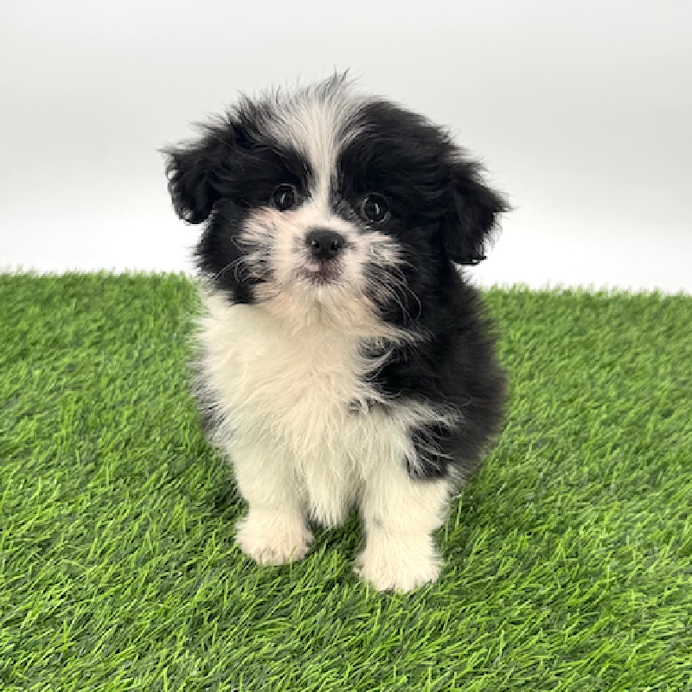 carousel pet images