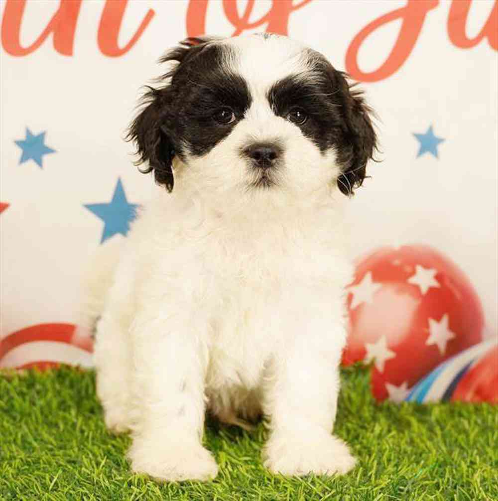 Image of a pet breed in the gallery