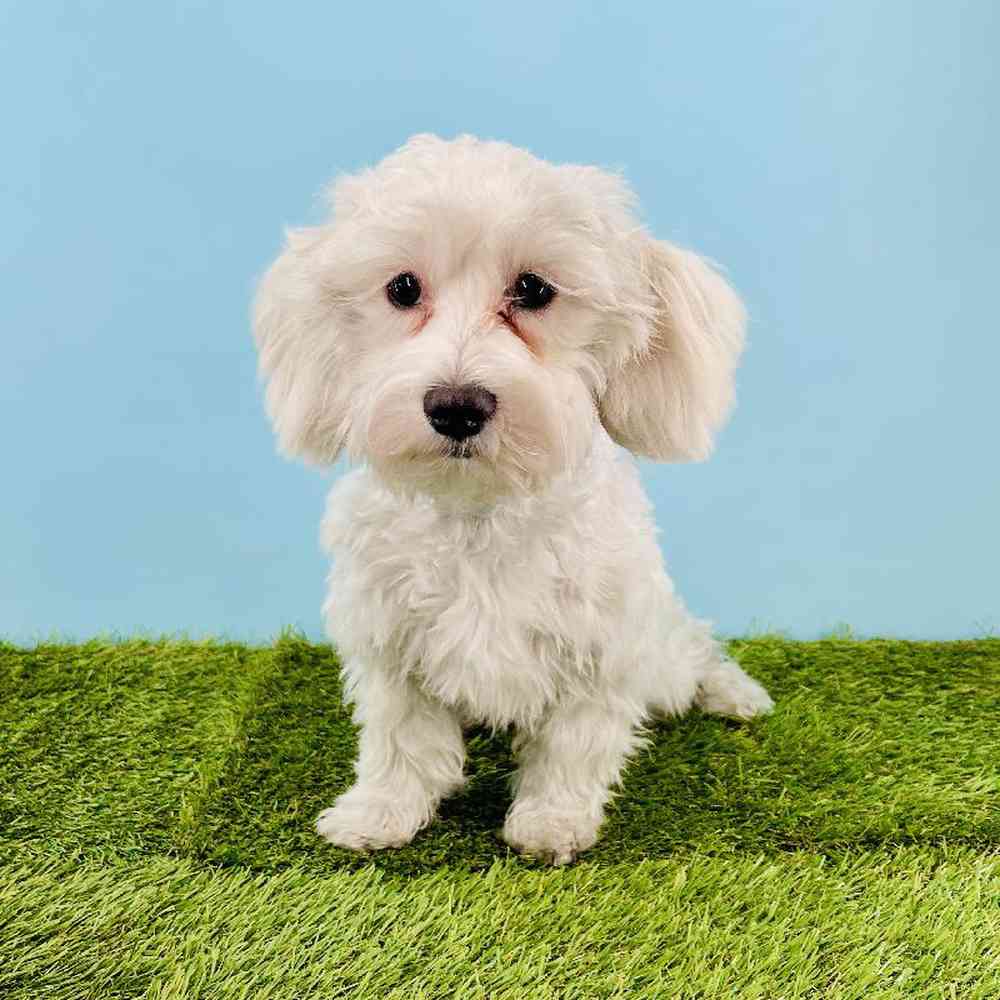 carousel pet images