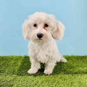 Coton De Tulear