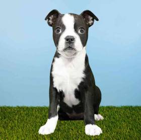 Boston Terrier