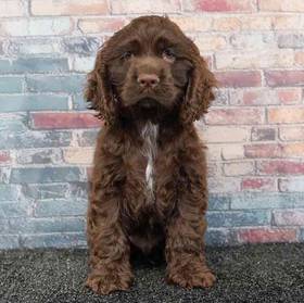 Cocker Spaniel
