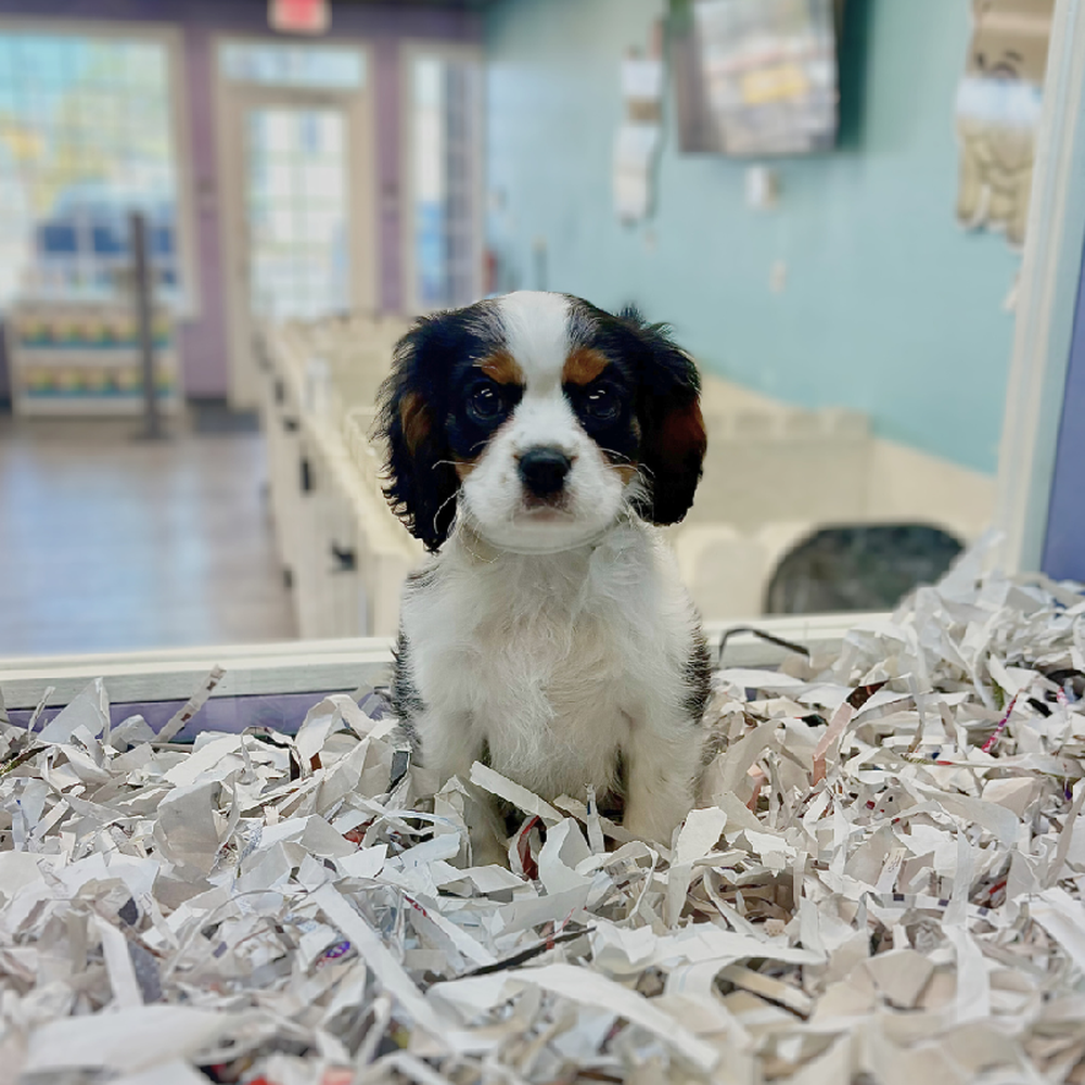 carousel pet images