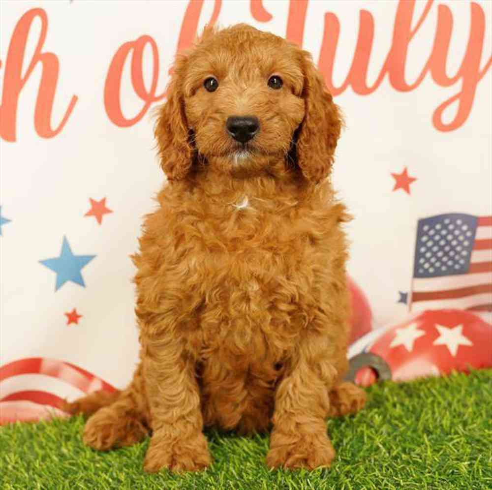 carousel pet images