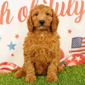 2nd Gen Mini Goldendoodle