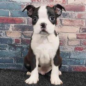 Boston Terrier