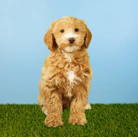 2nd Gen Mini Goldendoodle