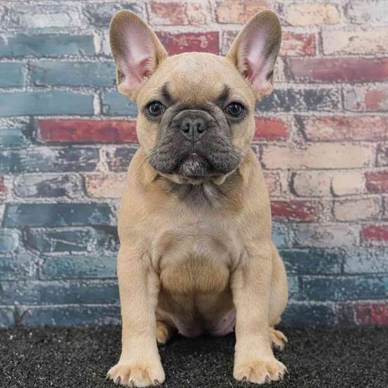 French Bulldog