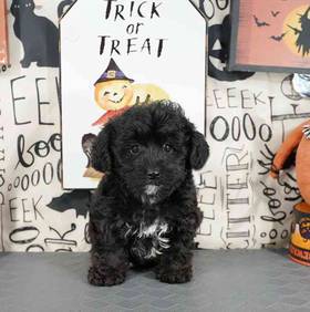 Yorkie-Poo