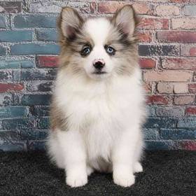 Pomeranian