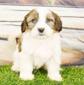Havanese