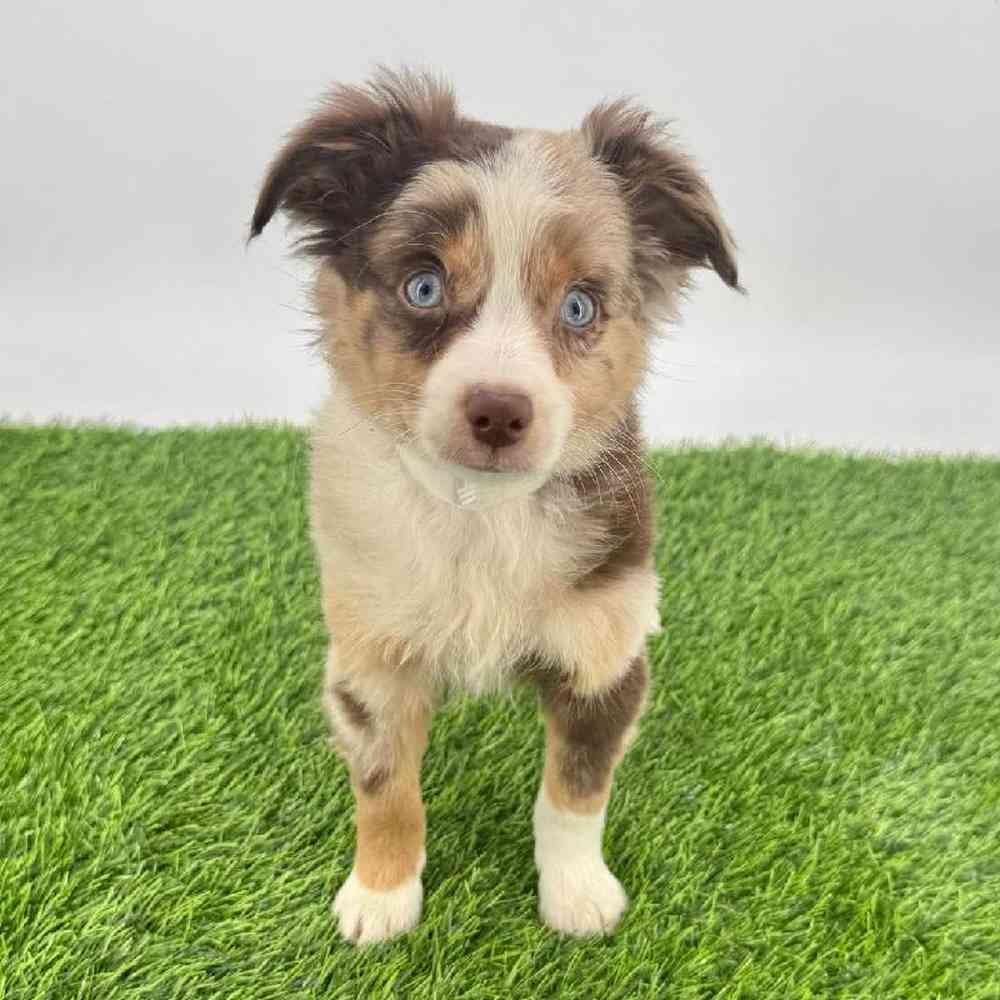 carousel pet images