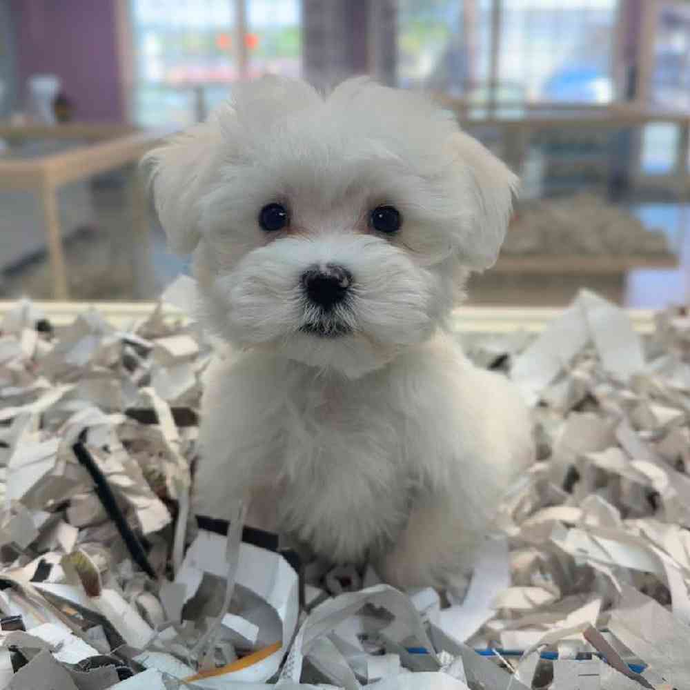 carousel pet images