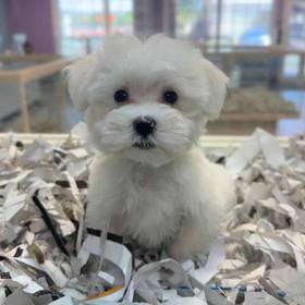 Maltese