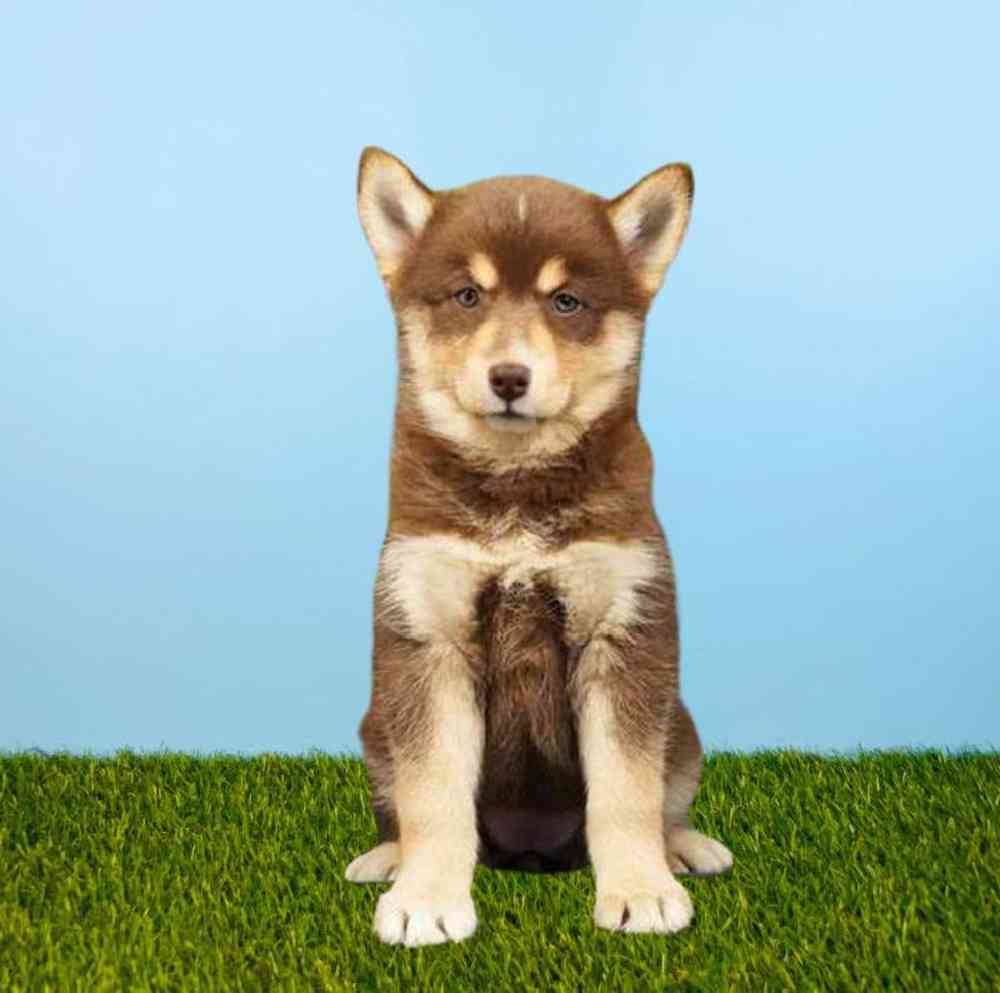 carousel pet images