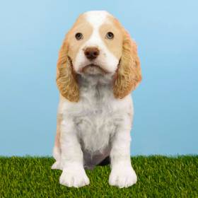 Cocker Spaniel