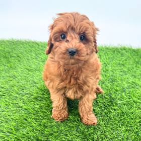 2nd Gen Cockapoo