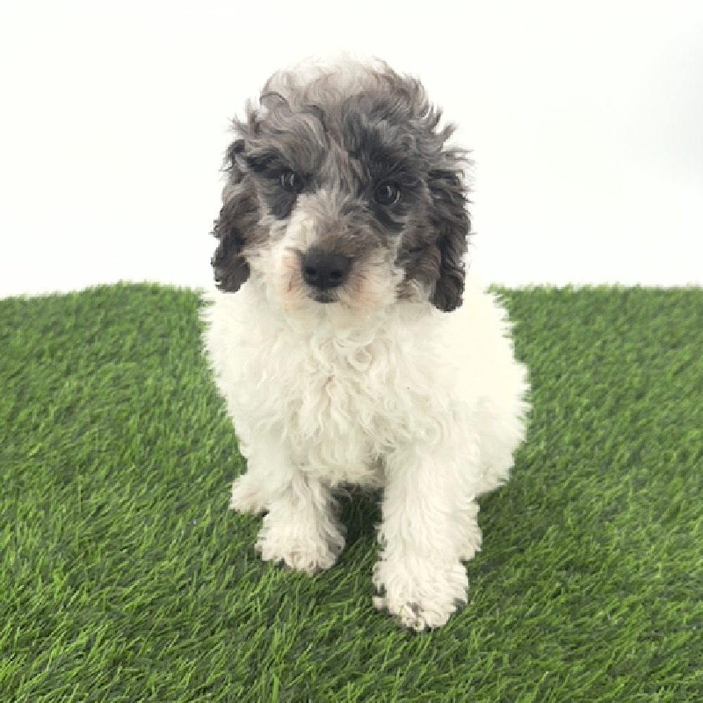 carousel pet images