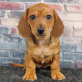Dachshund