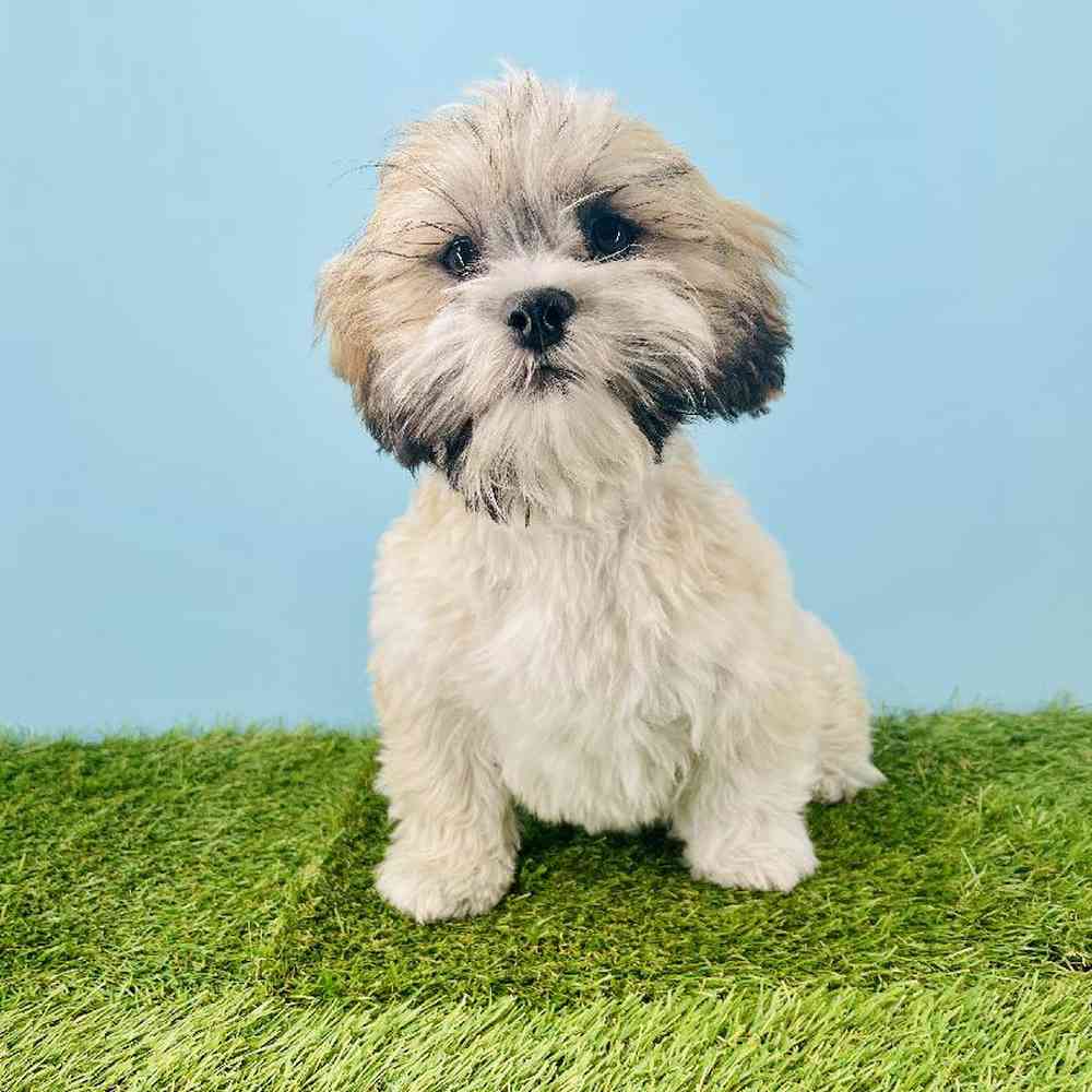 carousel pet images