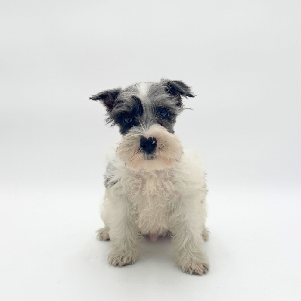 carousel pet images