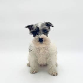 Mini Schnauzer