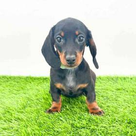 Dachshund