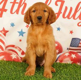 Golden Retriever
